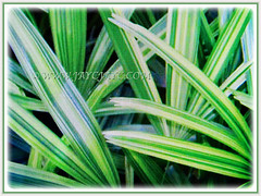 Rhapis excelsa cv. Variegata (Variegated Lady Palm, Variegated Bamboo Palm, Variegated Broadleaf Lady Palm) with its mesmerizing leaves, 10 April 2017
