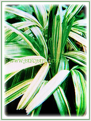The lovely Rhapis excelsa cv. Variegata (Variegated Lady Palm, Variegated Bamboo Palm, Variegated Broadleaf Lady Palm), 10 April 2017