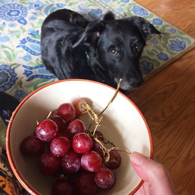 Maggie is very disappointed that dogs aren't supposed to have grapes. 🍇