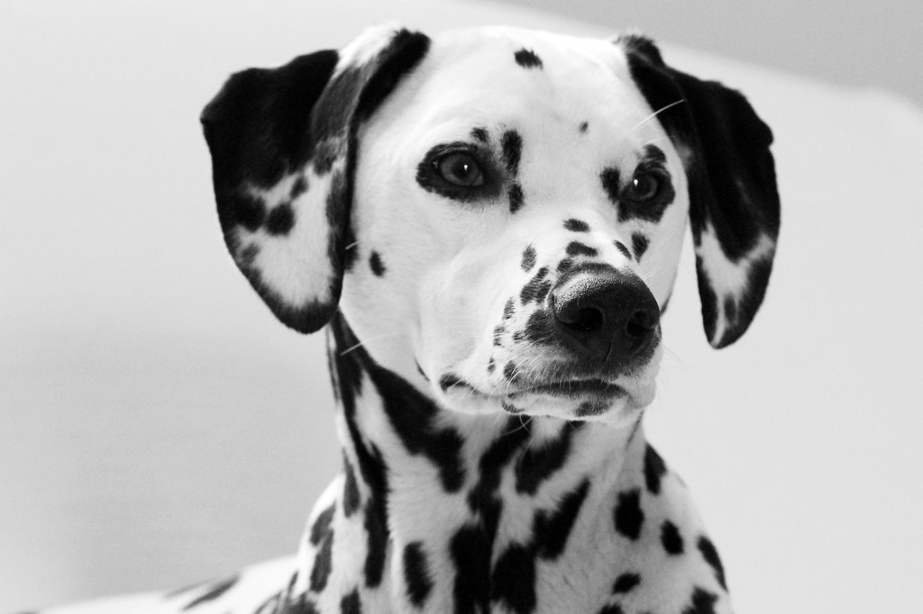 Lily, black and white Dalmatian Judy Rothchild Flickr