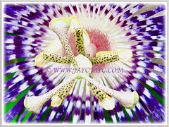 Macro shot of the captivating inside of the flower of Passiflora laurifolia