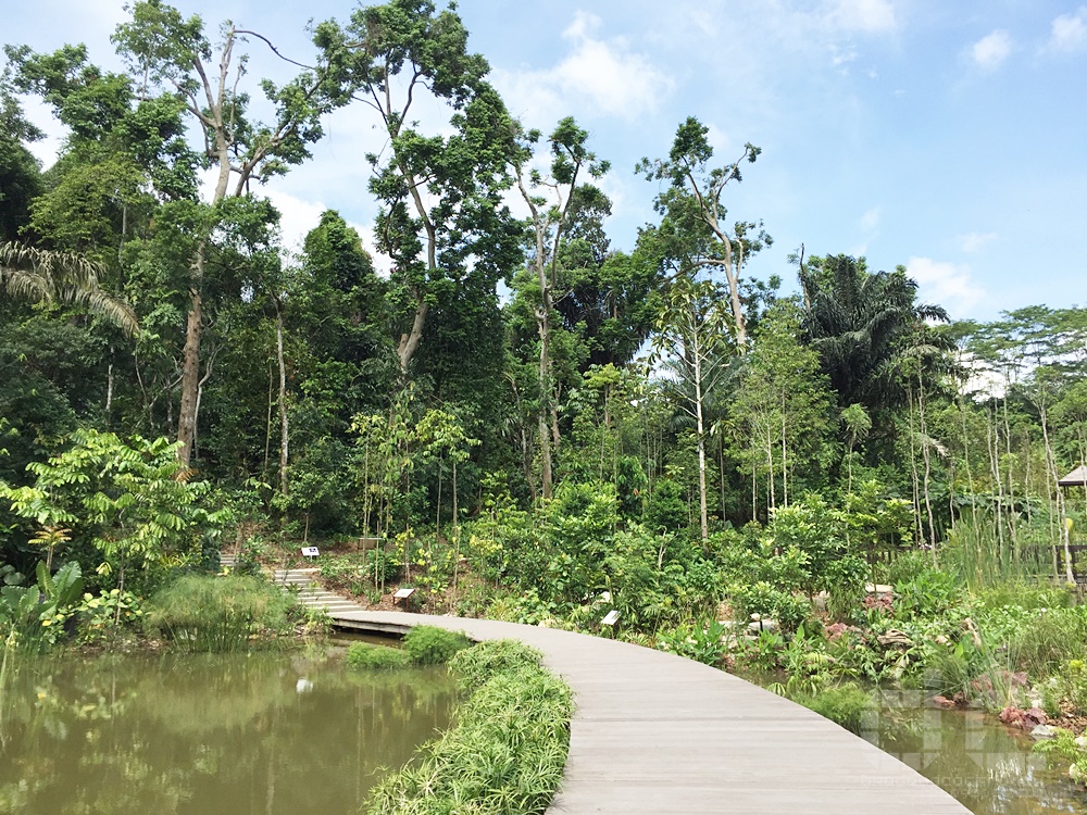 keppel discovery wetlands, learning forest, orchid island, sbg, singapore, singapore botanic gardens, sph walk of the giants, unesco, where to go in singapore,pulai marsh
