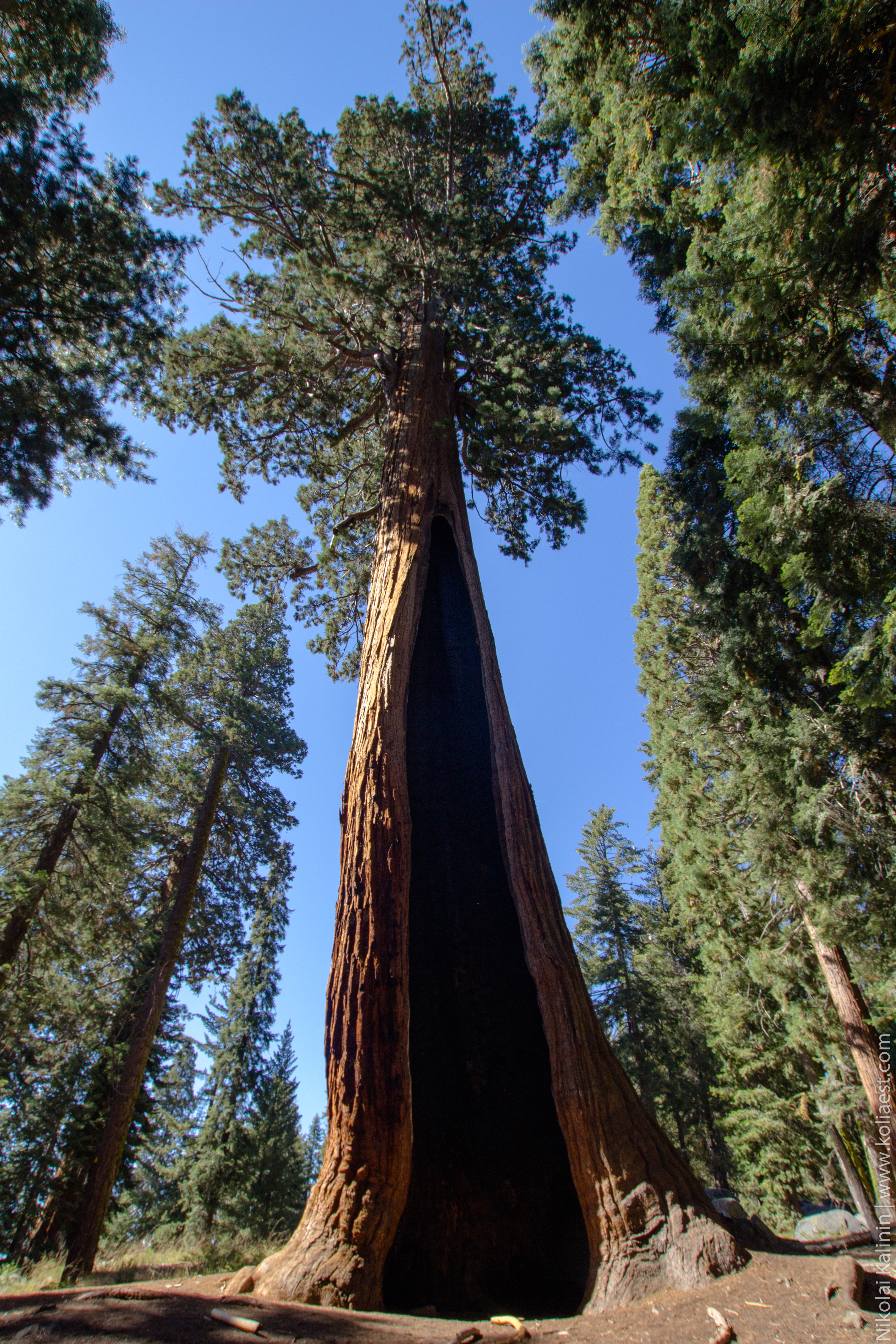 Sequoia-83