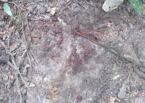 2. blood on the ground
