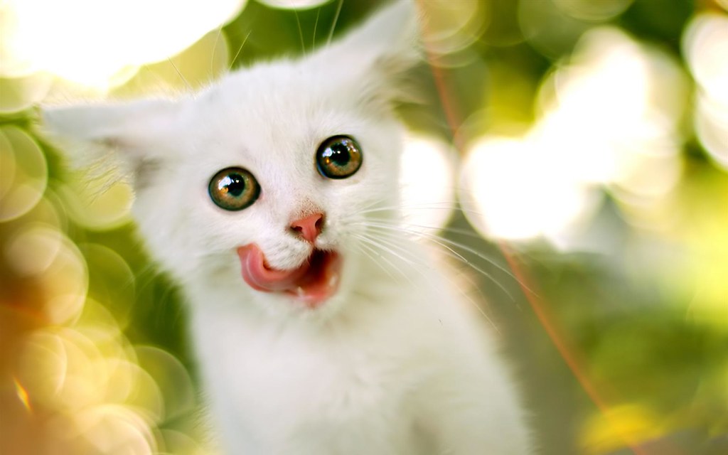 love cute cat wallpaper