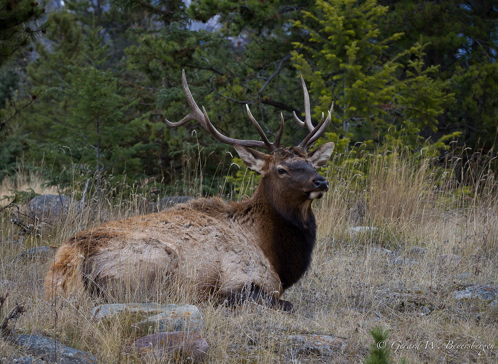 North American Elk | North American Elk (Cervus canadensis) … | Flickr