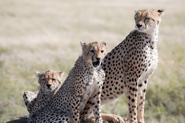 The Cheetah Family