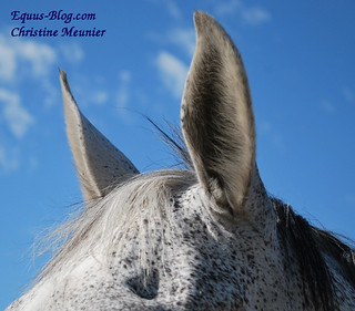 Donating to Horse Charities, through Business | Equus Education