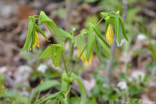 Uvularia grandiflora (Bellwort)