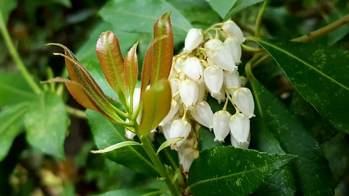Pieris - flowers and new leaves