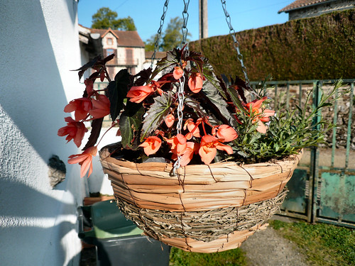 Hanging basket