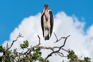 Marabou Stork (Leptoptilos crumenifer, Marabu)