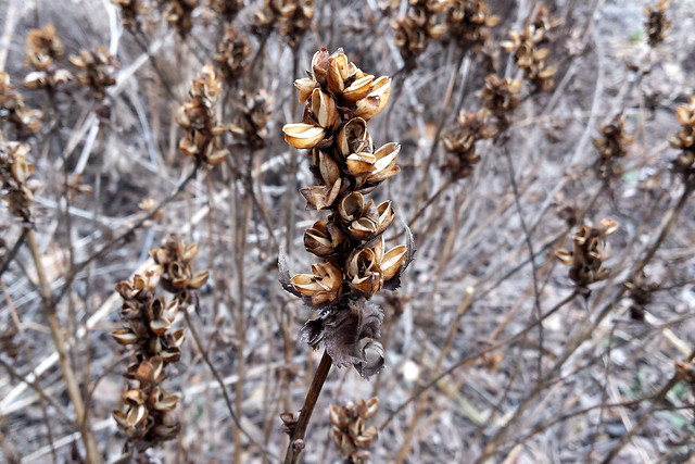 brown turtlehead seedhead, with other turtleheads in the background and no snow