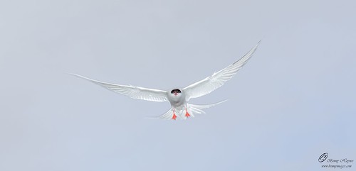 Tern. Epic Photos from Northern Norway by Benny Høynes