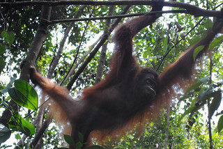 Orangutan Foundation International Orangutan of the Month Berman