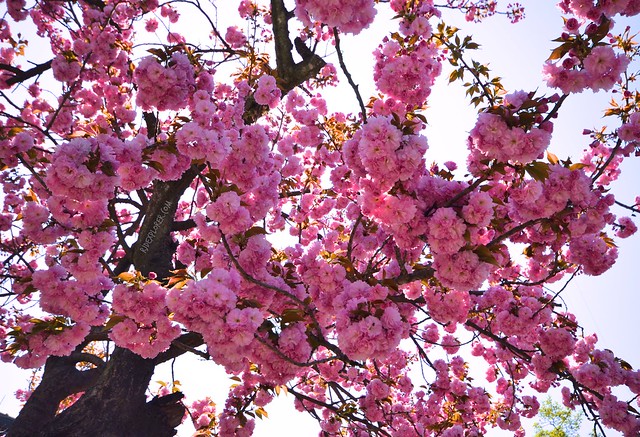 cherry blossom seoul itinerary