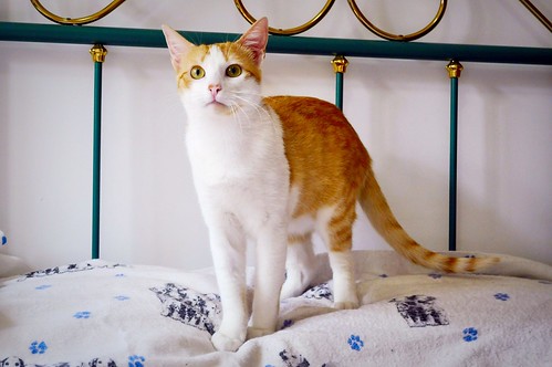Víctor, gatito blanco y naranja muy dulce esterilizado, nacido en Agosto´16, en adopción. Valencia. ADOPTADO. 34252332782_c37ee22d18