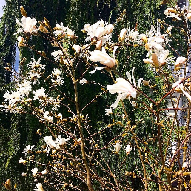 White blossoms on our walk today.