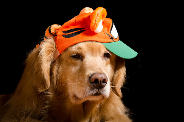 Dog in Hat
