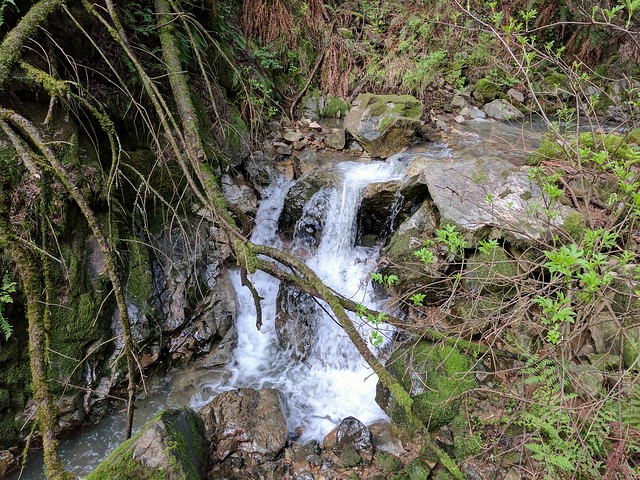 Steep Ravine Trail
