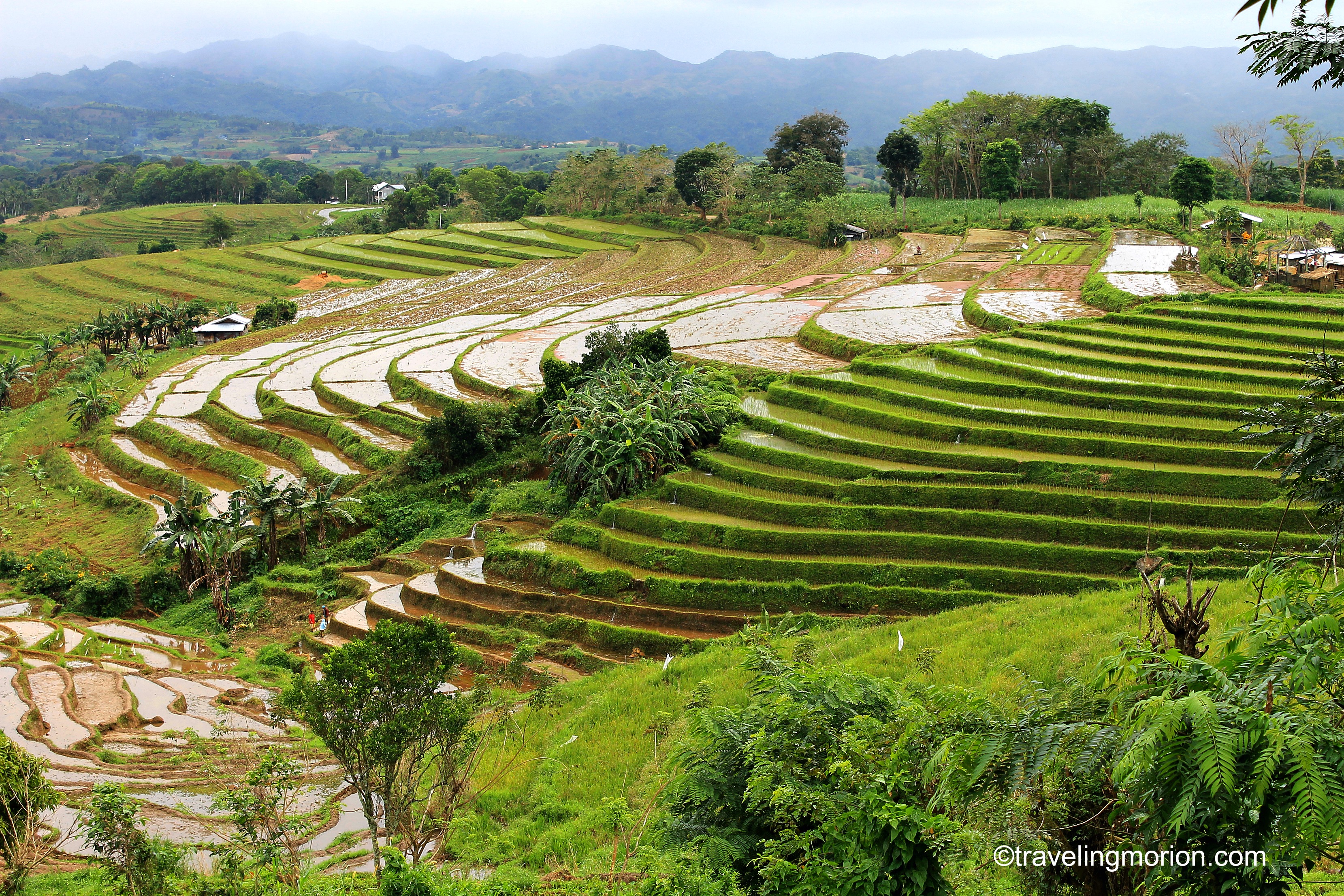 Codcod Rice Terraces of San Carlos City, Negros Occidental