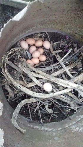 eggs Apr 17