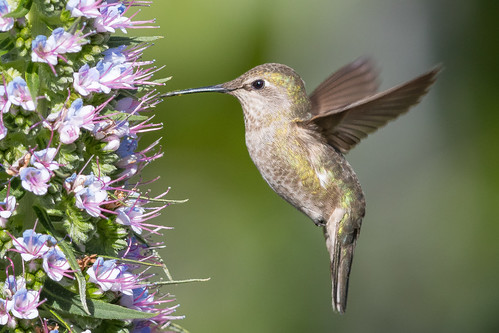 Anna's Hummingbird (X74_8912-1)