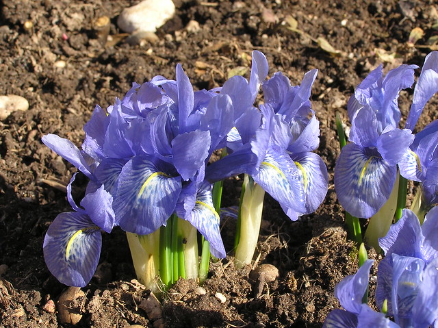 Iris histrioides 'Lady Beatrix Stanley'