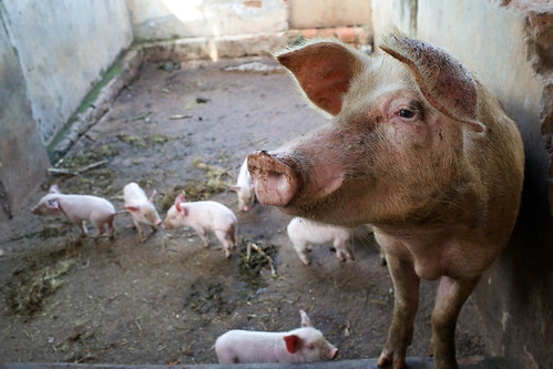 Cross breed sow and piglets on a farm in Masaka district, Uganda