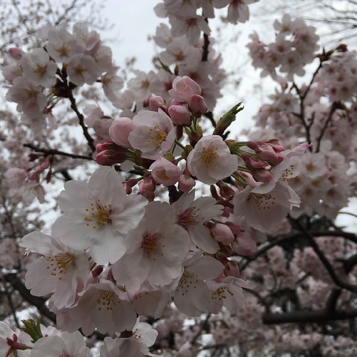2017年4月の桜