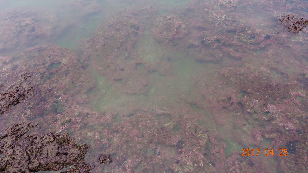 劉靜榆攝  位於第2道及第3堤堤之間的殼狀珊瑚藻 (1)