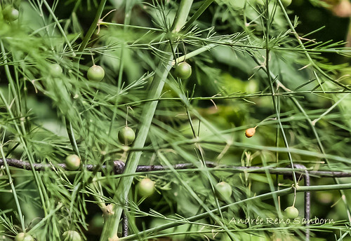 Wild Asparagus (Asparagus officinalis)