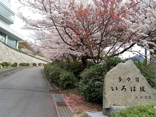 瀨戶內海島波海道多多羅大橋 (1)