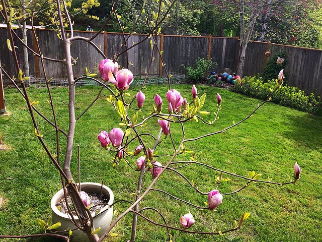 The magnolia tree inches closer to full bloom.