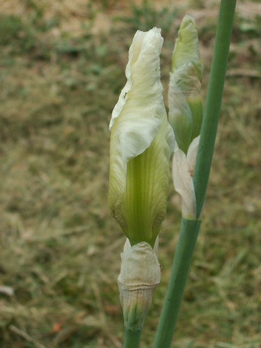 Iris 'New Snow' (10 Cugan) [identification] 33881135660_78b28dcf5f