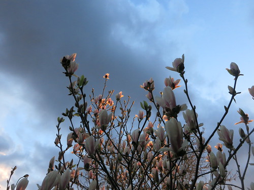 magnolia sky