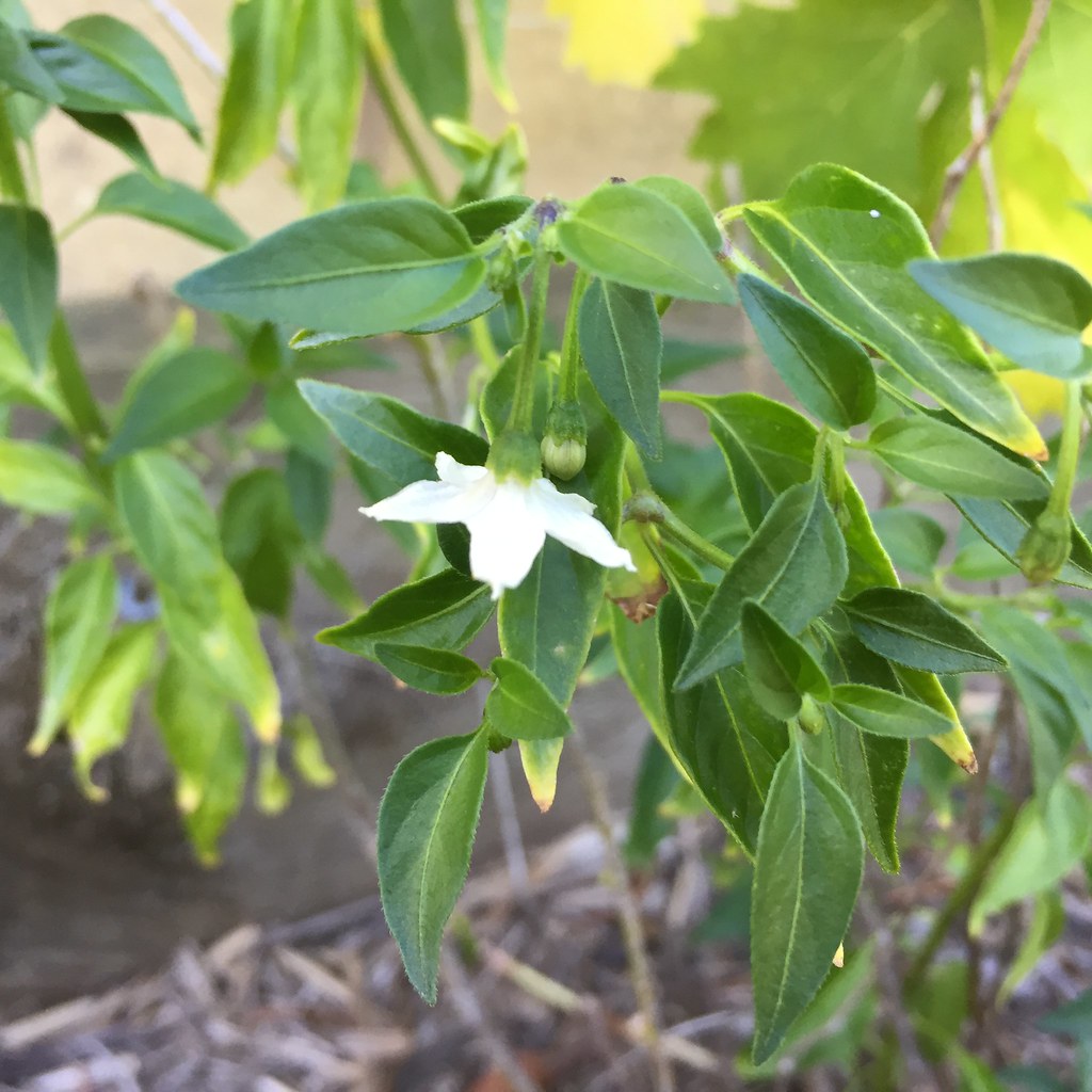 white flower growing on the chilli plant