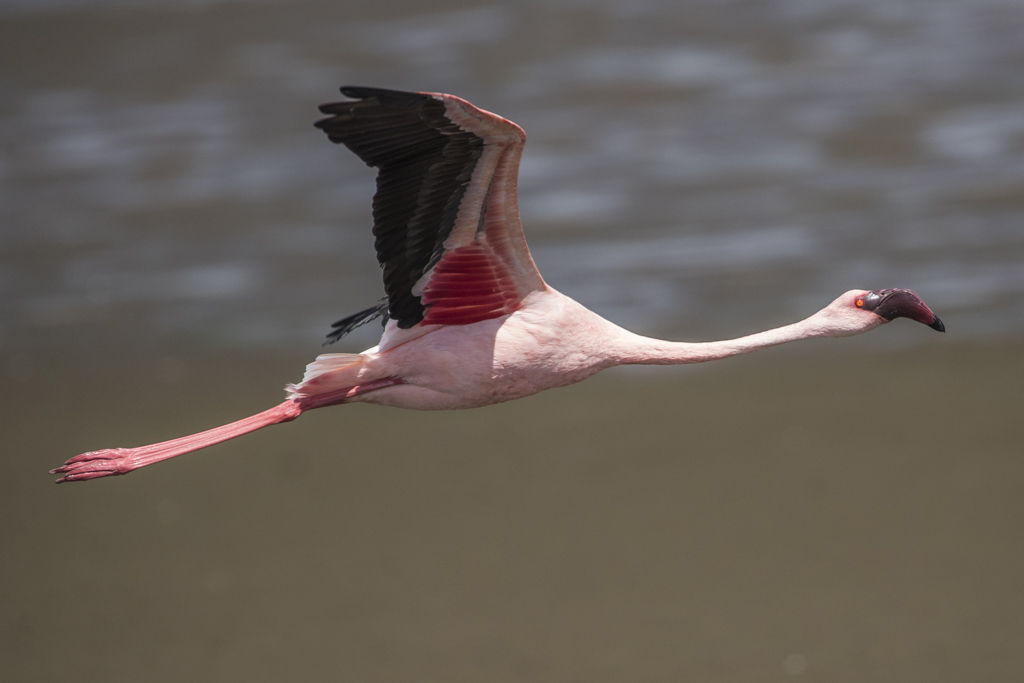 Lesser Flamingo Phoeniconaias Minor