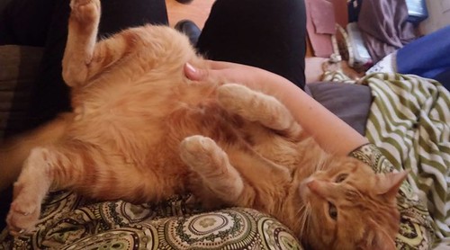 Image shows an orange tabby cat lying on his back on his owner's lap. Her hand is visible supporting him.