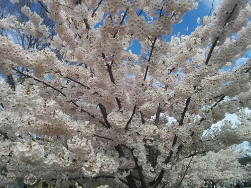 Sakura of Trinity-Bellwoods, 6 #toronto #trinitybellwoods #parks #spring #cherryblossom #sakura