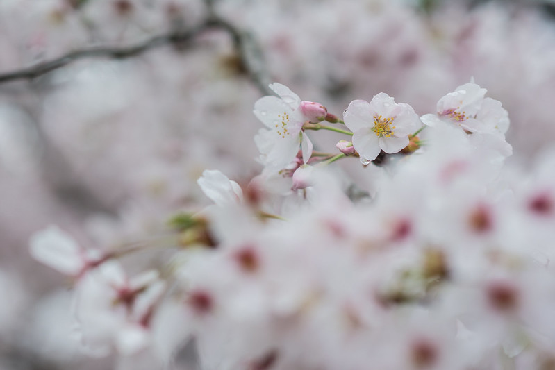 雨のしずくがついた桜の花