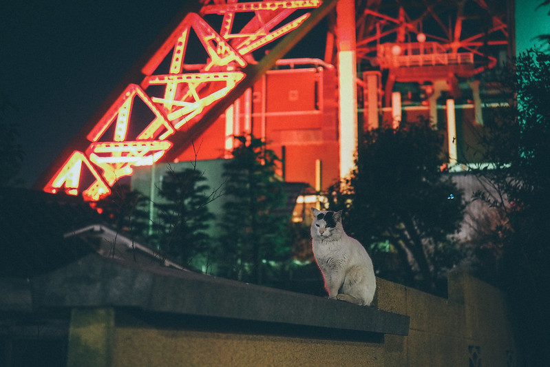 Cat &Tokyo Tower 東京鐵塔 ｜東京都 Tokyo