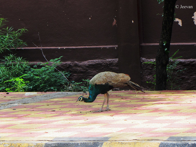Peacock on Girivalam Pathai