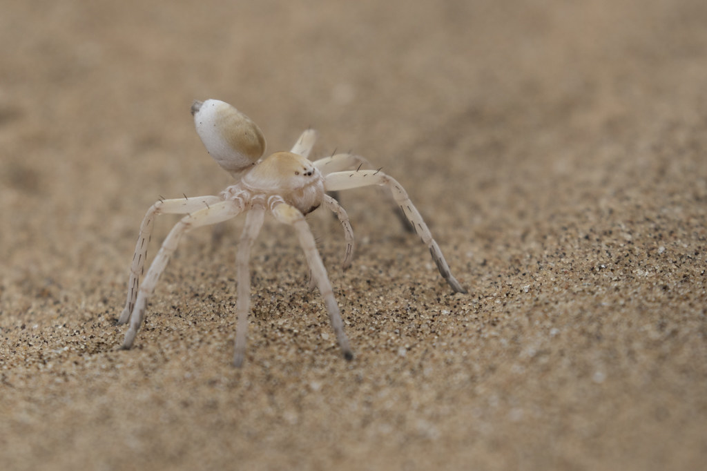 Dancing White Lady Spider