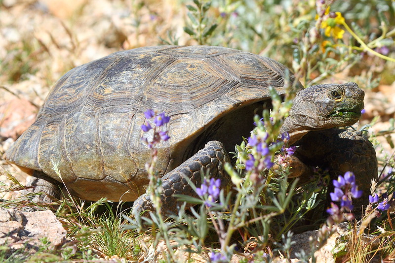 IMG_1691 Desert Tortoise (Gopherus agassizii), Joshua Tree National Park
