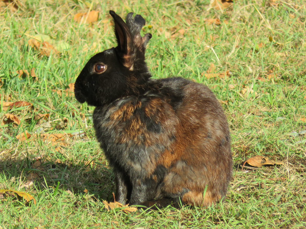 Tri colour Rabbit.