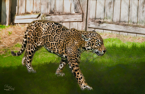 Jaguar at the Jacksonville Zoo