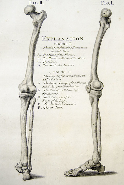 Bones of the leg | Flickr - Photo Sharing!