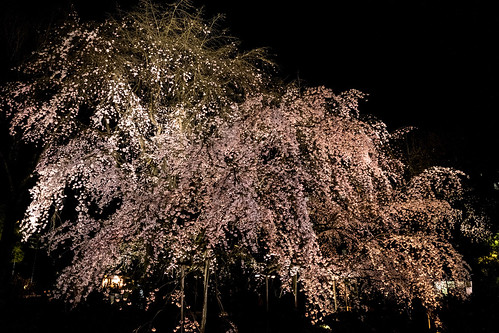 Rikugien weeping cherry blossoms 15RAW developed