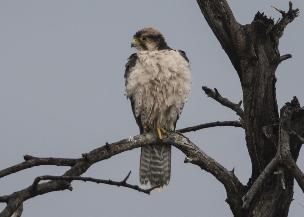 Red-necked Falcon  Falco Chicquera